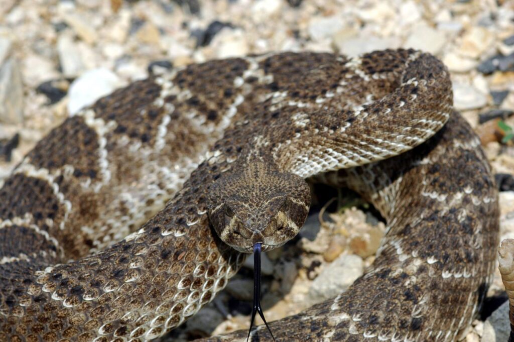 Chřestýš je prudce jedovatý had, který se vyskytuje na většině území Severní ameriky. Některé kmeny z jeho zubů extrahovaly jed a napouštěli jím hroty svých šípů. Smrt jejich oběti pak byla rychlá.