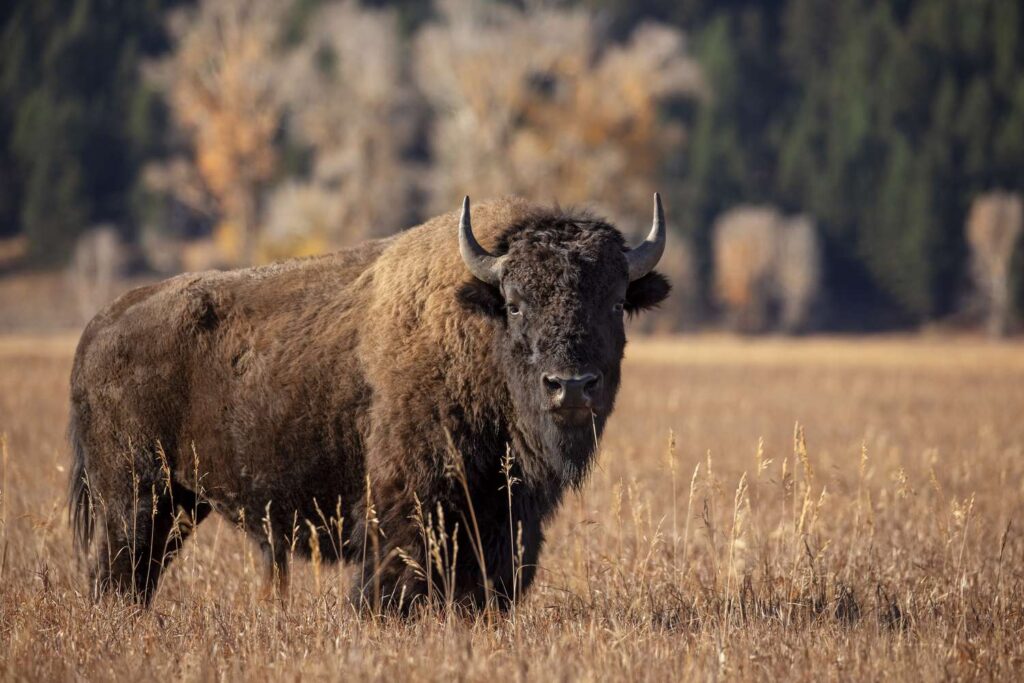 Indiáni věřili, že jsou součástí bizoní rodiny a bizoni, že jsou zase součástí jich.