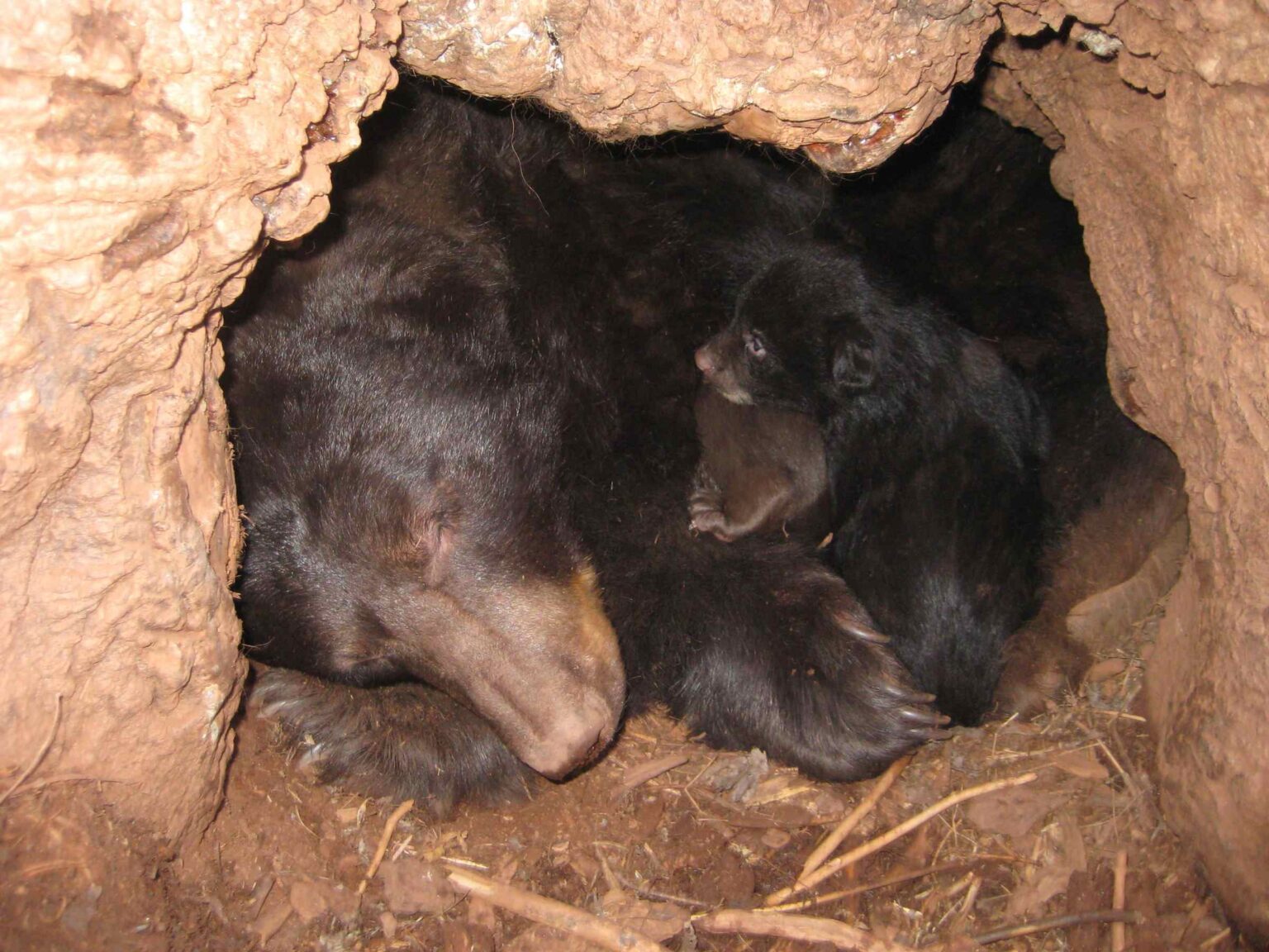 Medvědice s medvíďaty spící v brlohu