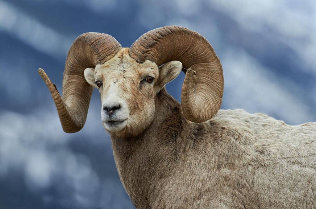 bighorn-ram-portrait