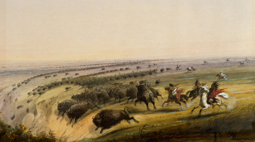 Indiáni často lovili bizony ve velkém, někdy byli schopni ulovit i přes tisíc kusů najednou. Zde ženou bizony k tzv. bizonímu skoku, kdy se bizoni zabijí nebo zraní pádem z výšky. Obraz A.J.Miller.
