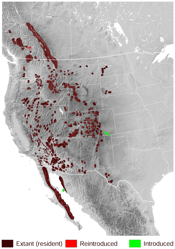 Mapa současného výskytu ovce tlustorohé v USA a Kanadě.