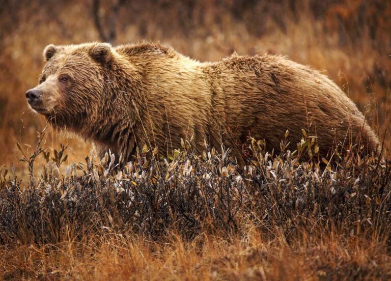 Medvěd grizzly.