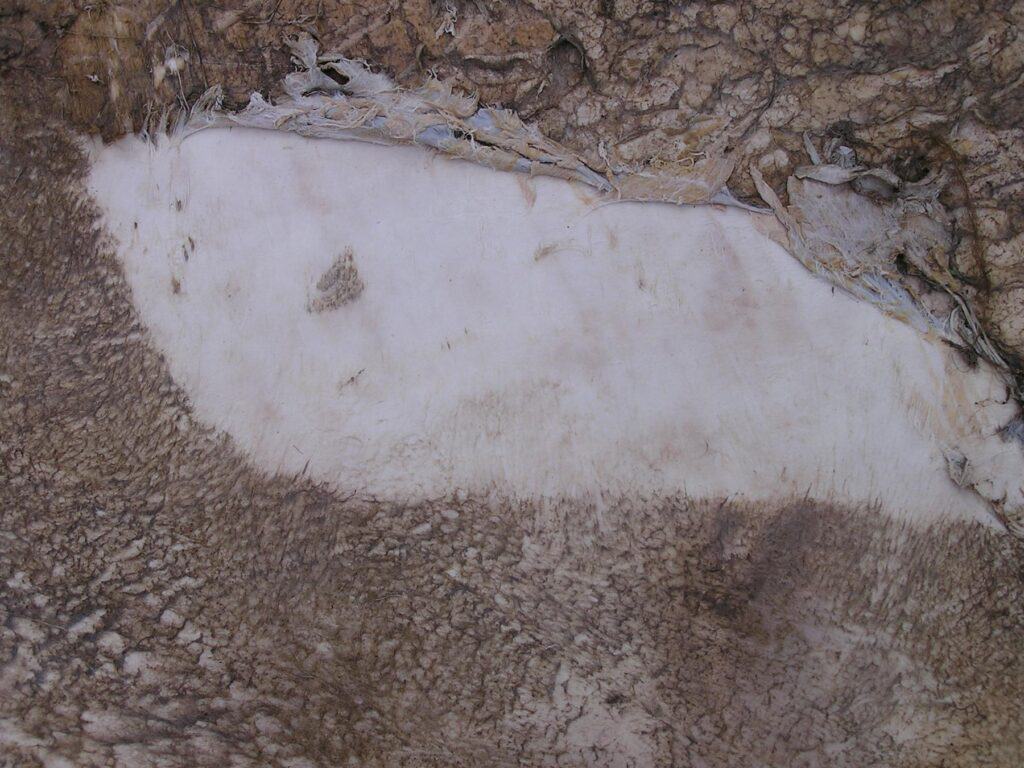Detail masové strany bizoní kůže. Rozdíl mezi očištěnou a neočištěnou částí bizoní kůže je jasně patrný. Foto autor článku.