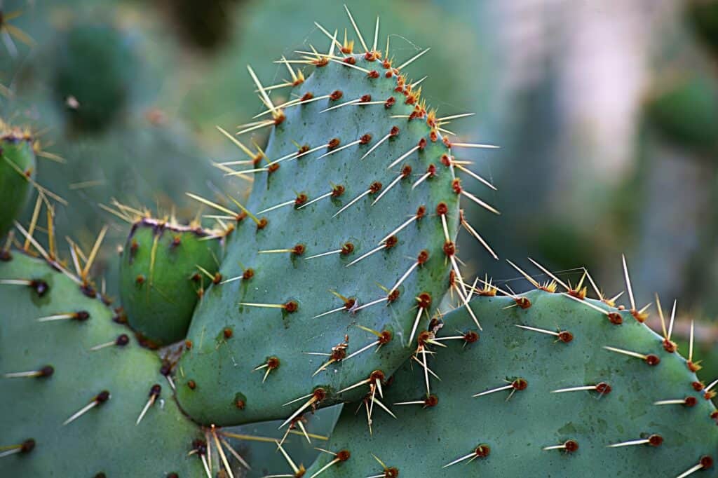 Kaktus Opuncie. Šťávu z tohoto kaktusu používaly indiánky Velkých plání při výrobě surové kůže, zejména jako podklad pro malbu a potom také na její fixaci.