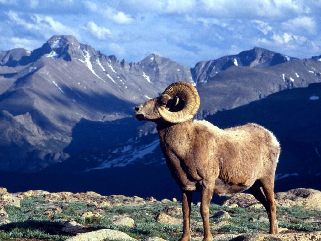 Ovce tlustorohá ve svém přirozeném prostředí - ve Skalistých horách.