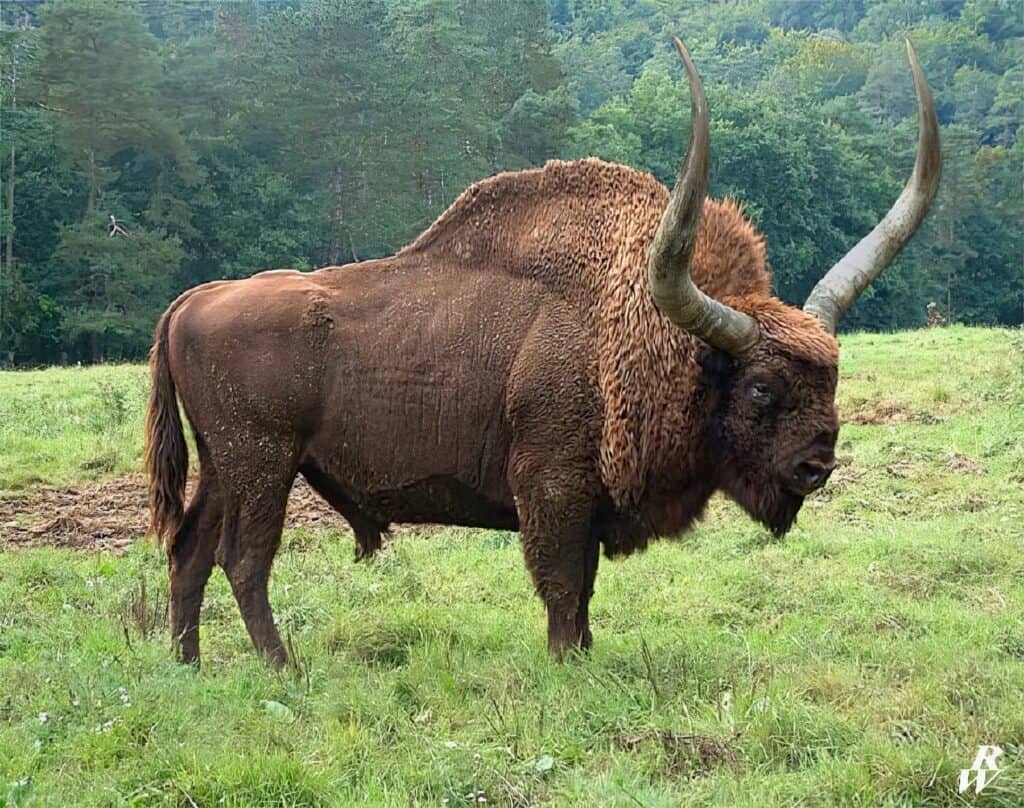 Pravděpodobný vzhled bizona latifrons.