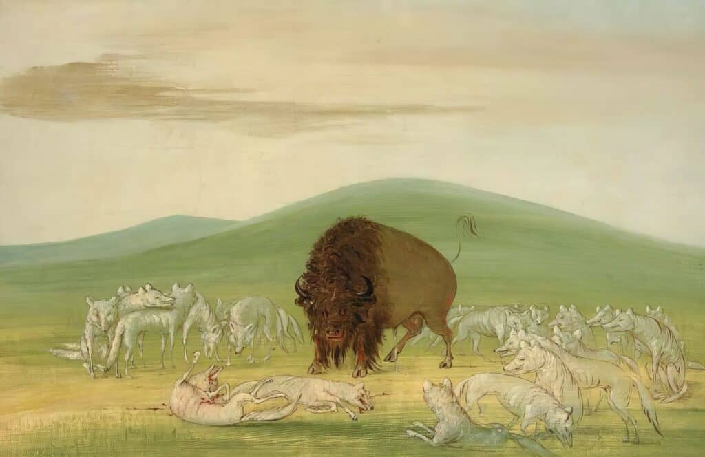 Bizon bojující o život se smečkou bílých vlků. Kresba od George Catlina.