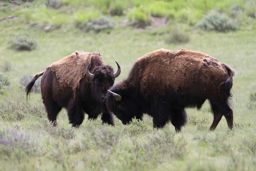 Souboj bizoních býků.