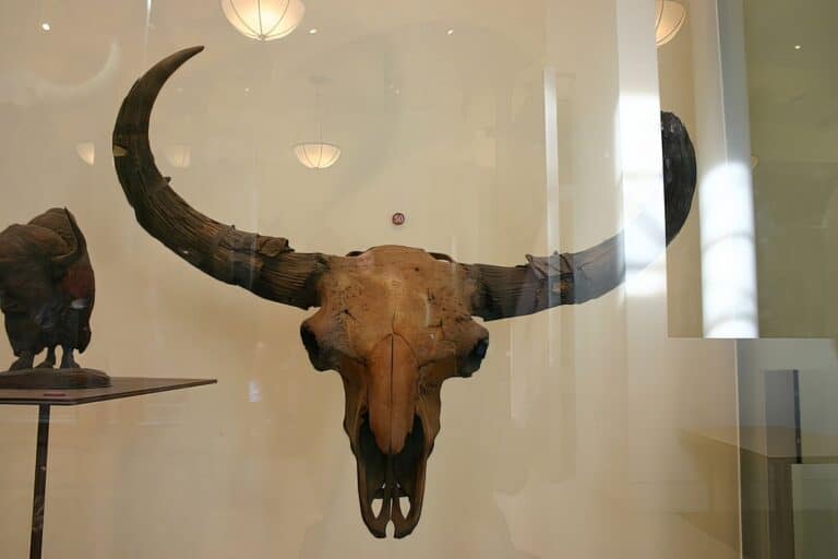 Lebka bizona priscus.